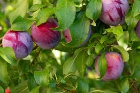 Too much fertilizer produces excessive vegetative growth and inhibits fruiting. Fertilizer Requirements For Plums How To Fertilize A Plum Tree