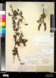 Image result for Justicia engleriana