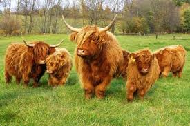 The highland cattle are a scottish breed of cow, otherwise called hairy cow. A Scottish Highland Cow Is Not A Yak Scottish Highland Cow Mini Cows Miniature Highland Cattle