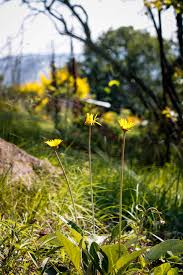 Image result for Launaea rarifolia