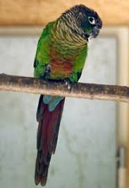 Exotischen vögeln werden häufig die #flügel gestutzt, damit sie nicht wegfliegen können. Www Zootierliste De