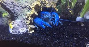 Pin On Aquarium Diy