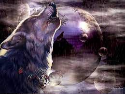 Majestic Creatures Wolf Wallpaper Wolf Background Wolf Howling