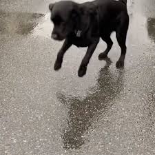 Strongest Dog Sense Video Video Cute Baby Animals Cute Funny Animals Cute Animals