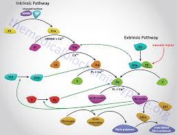 To restore normal blood flow as the vessel heals, the clot must eventually be removed. Hemostasis Biochemistry Of Blood Coagulation The Medical Biochemistry Page