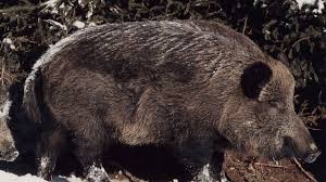 Hasenfleisch hat einen ausgeprägten arteigenen. Wildschweinjagd Bitte Nicht Auf Die Fuhrende Bache Schiessen Tiere Faz