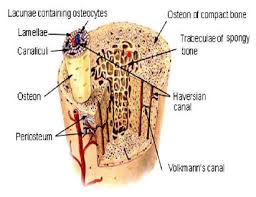 The osteon consists of a central canal called the osteonic (haversian) canal, which is surrounded by concentric rings (lamellae) of matrix. Anatomy And Histology Of Bone Tissue