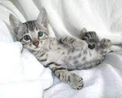 They have an extremely energetic, playful nature. Lap Leopard Bengals Bengal Kittens For Sale Near Me