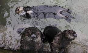 Protected as threatened under the u.s. From Seattle To Vancouver See How Rialto The Otter Once Near Death Is Thriving The Seattle Times