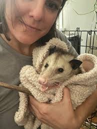We hope you are enjoying the first days of Summer 2025! Mrs. Ballenger  started hers by nursing an injured, young possum back to health.