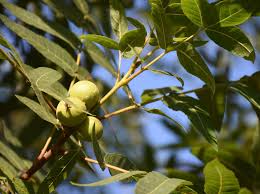 Image result for Juglans