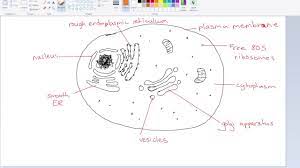 Extracellular component that is not an organelle, bowever, gives support and prevents bursting of the cell. How To Draw A Eukaryotic Cell Ib Biology Youtube