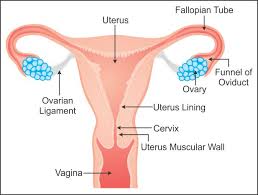 draw a well labelled diagram of female reproductive system