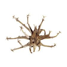 Image result for Harpagophytum procumbens