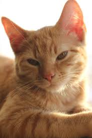 Orange Cat Pretty Cats Orange Tabby Cats Beautiful Cats