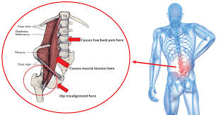 Lower back and hip muscles. 10 Exercises For Back And Hip Pain You Should Be Doing Now Live Love Fruit