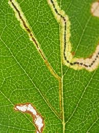 Image result for Stigmella lapponica