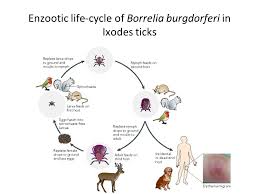 Borrelia are the most frequently transmitted pathogens by ticks in germany. Lyme Borreliosis