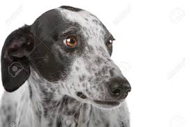 Maybe you would like to learn more about one of these? White Greyhound Dog With Black Spots Isolated On A White Background Stock Photo Picture And Royalty Free Image Image 8049600