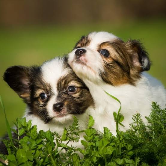 4 Fun Facts About the Papillon | Greenfield Puppies