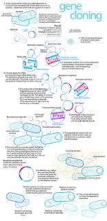 Recombinant Dna Dna Technology Molecular Genetics Molecular Biology
