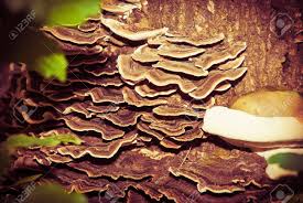 Organic indoor mushroom kits, mushroom plugs. Natural Wood Mushrooms Growing On A Tree Stump Stock Photo Picture And Royalty Free Image Image 20229988
