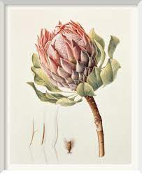 Brigid Edwards Botanical Drawings Botanical Painting Botanical Art