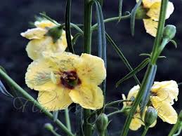 Image result for Sopubia ramosa