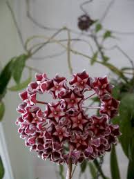 Place the root end in a shallow bowl of water and watch it regrow from the you can easily grow these beautiful flowers at home. Hoya Plant Climbing But No Leaves Flowers Grow Vines Hoya Plant Climbing Flowers Plants