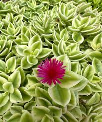 Image result for Aptenia