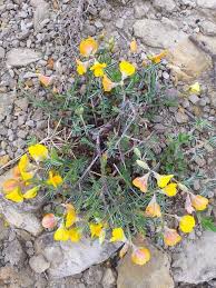 Image result for Argyrolobium stolzii