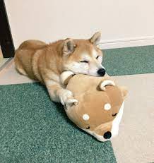  æŸ´çŠ¬ãƒãƒŠ On Twitter Cute Animals Cute Puppies Cute Dogs