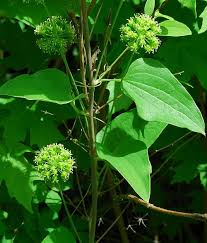 Image result for Smilax
