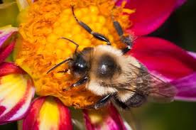 As common as this is, an important process is occurring through the work of the honeybees. City S Abuzz About Backyard Beekeeping Chanhassen News Swnewsmedia Com