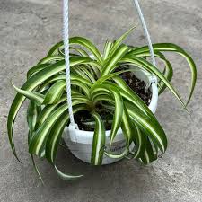 Image result for Chlorophytum pauper