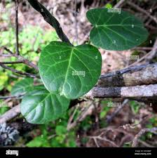 Image result for Cynanchum obtusifolium