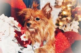 Available puppies at yorkie puppies for sale. 6 Best Yorkie Breeders In North Carolina 2021 We Love Doodles