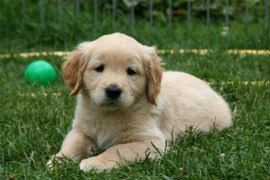 Search our extensive list of dogs, cats and other pets available near you. My Pet S Vet