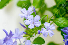 Image result for Plumbaginaceae