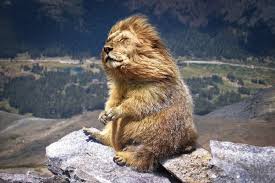 There's some serious photoshop skills behind these images! 35 Bonkers New Animals Imagined With The Power Of Photoshop