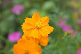 Image result for Limnophila indica