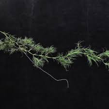 Image result for Potamogeton octandrus