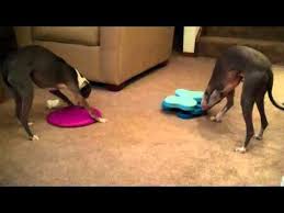 Simon And Sophie Playing With Nina Ottosson Toys Italian Greyhound Rescue Greyhound Rescue Italian Greyhound