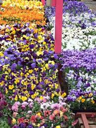 On the street of johnstown road and street number is 5211. 28 Garden Stores Oakland Nursery Ideas Garden Store New Albany Nursery