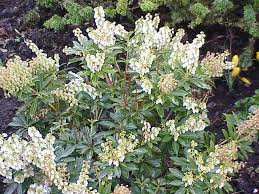 Terre de bruyère et sable exposition : Pieris Pflanzengattung Wikipedia