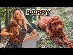 comment j ai eduque mon chien sleepingbeauty youtube teddy bear teddy croquettes