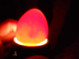 Candling Guinea Eggs Backyard Chickens