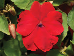 Image result for Impatiens wallerana