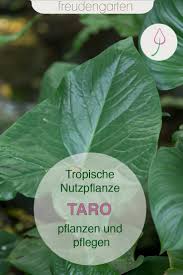 Taro Pflanzen Pflegen Ernten In 2020 Pflanzen Gemusegarten Anlegen Elefantenohren