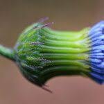 Image result for Crassocephalum rubens